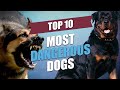 Top 10 Most Dangerous Dogs in the World