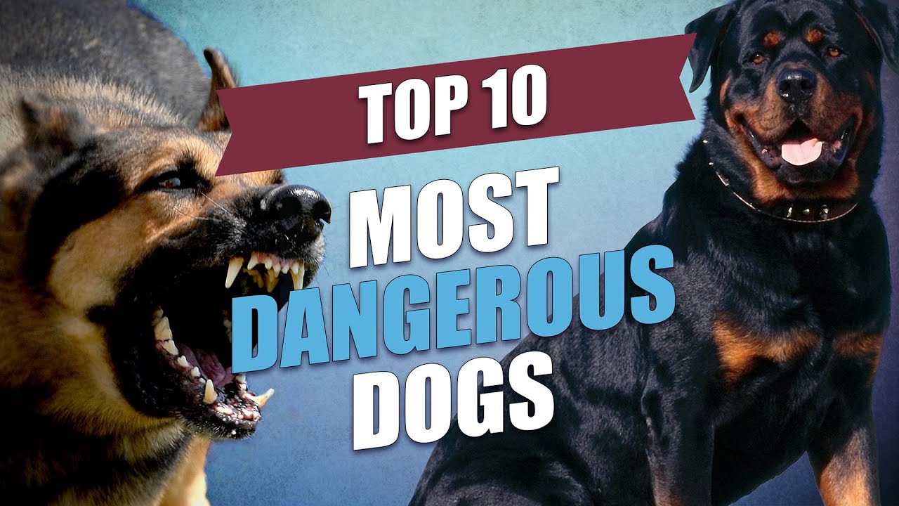 top five most dangerous dogs