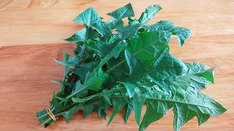 Een plant is beter dan medicijnen! Paardebloem! Sleep hem niet de tuin uit