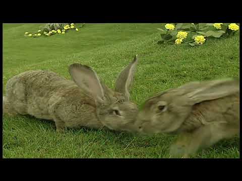 Teletubbies Rabbit Song