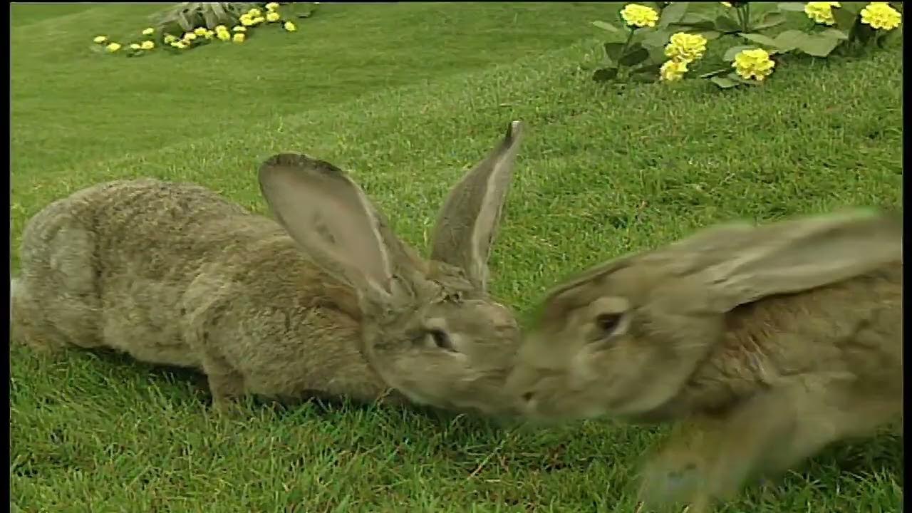 Teletubbies Rabbit Song Scene (60fps) YouTube