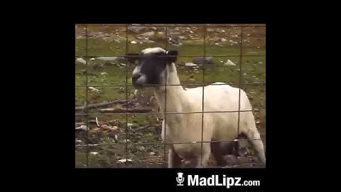 La capra canta