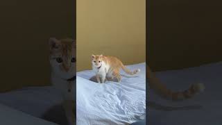 布団の上に乗ってきて離れない猫旅館が癒しすぎた。#猫旅館  #保護猫 #旅行
