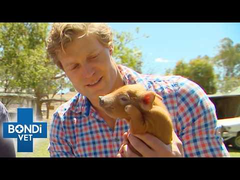 Tiny Piglet With One Trotter Needs Help To Walk | Bondi Vet