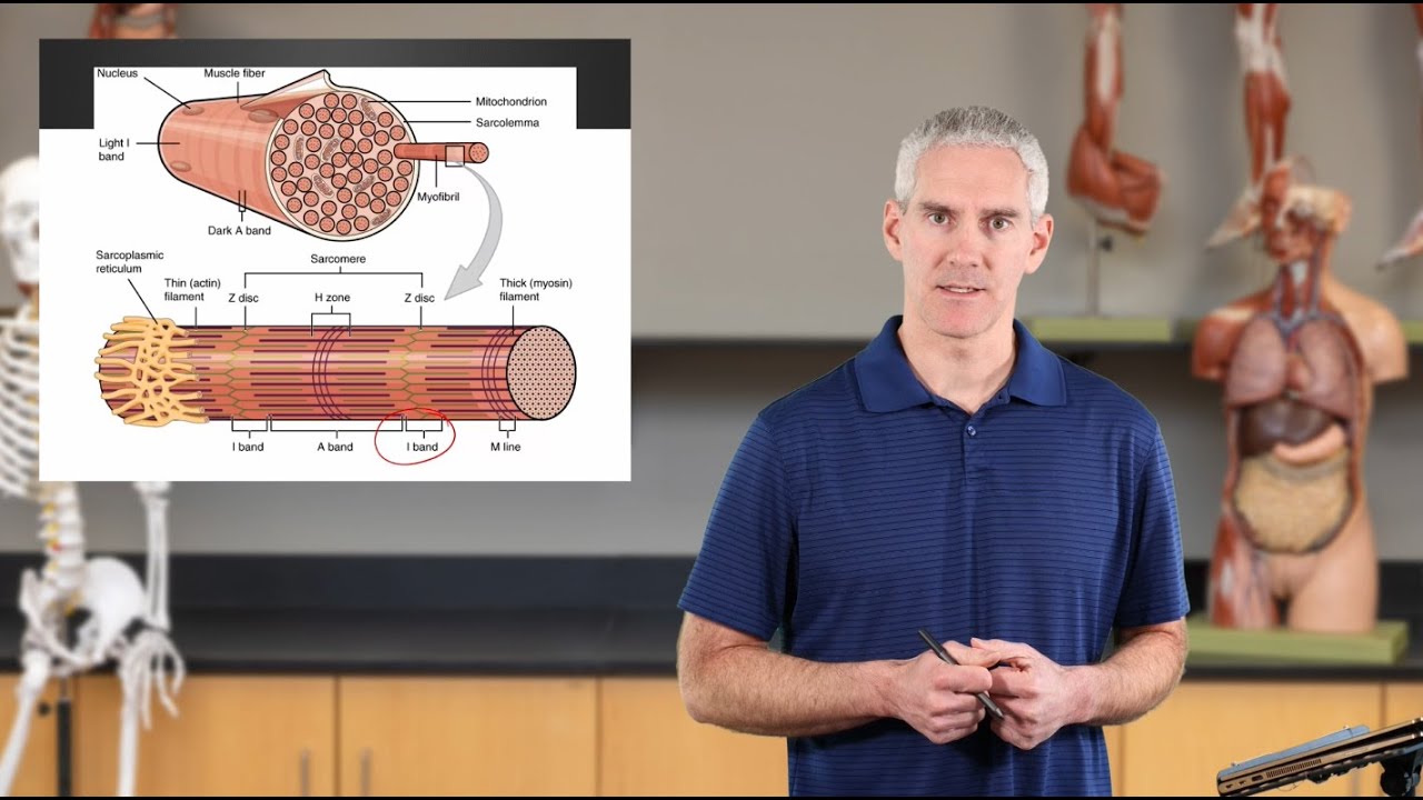 Skeletal Muscle Histology and Microscopic Structures (Ch10 - Slides15-24)