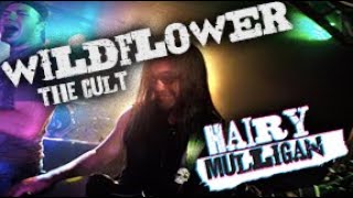 Wildflower - The Cult - Performed By Hairy Mulligan