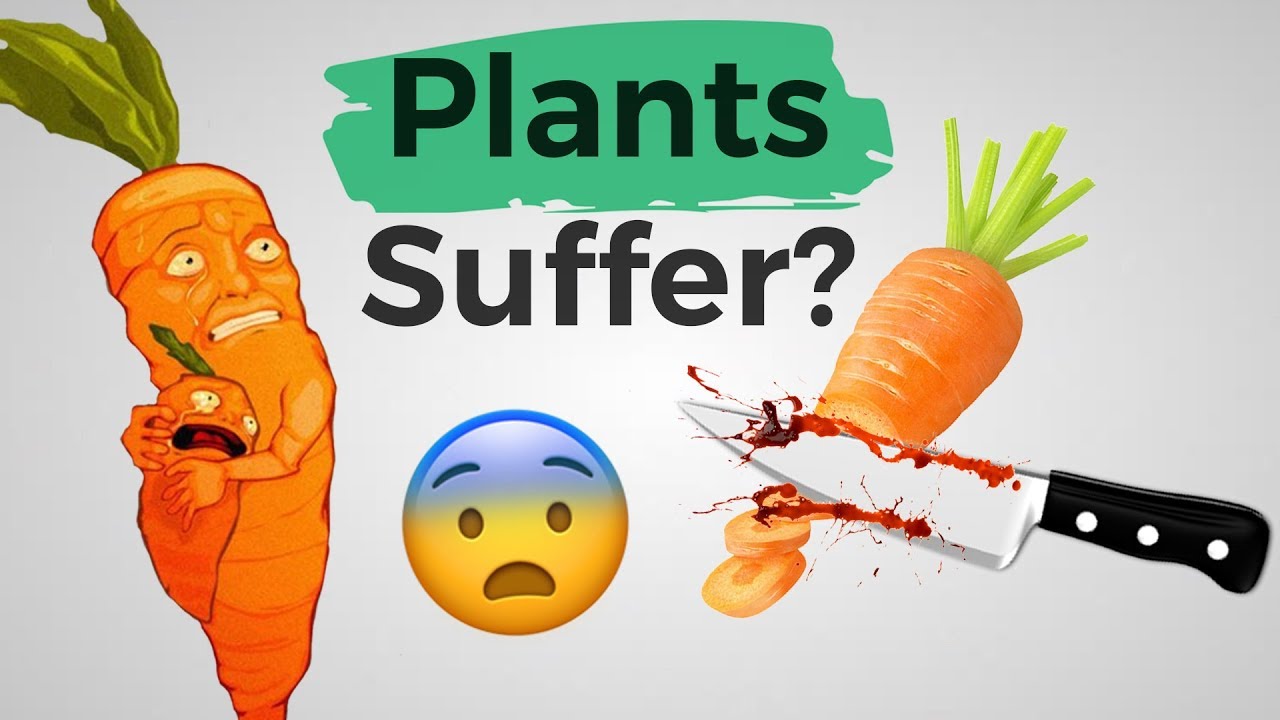 Plants Feel Pain Debunked YouTube