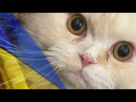 Ukranian cat escapes war to be with mom