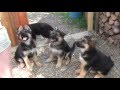 puppies sit, please~! GERMAN SHEPHERD PUPPIES IN BEGINNER TRAINING