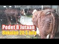 Update Harga Sapi Hari ini di Grosir Sapi H. Rudi Ada Bakalan Harga 20,5 juta