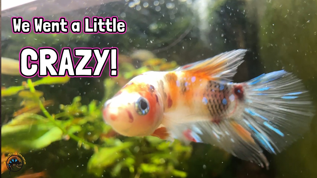 Weekly Fish Arrivals at Tidal Aquatics