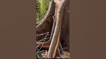 Fast Cutting Big Tree #treecutting #shorts #short #viralvideo #chainsaw #stihl #wood #woodworking
