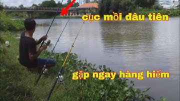 Câu cá nheo nhánh sông vàm cỏ Tây - Ninh #cauca