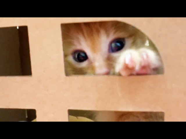 お姉ちゃん猫の匂いが付いたハウスが気に入ったと可愛く鳴く子猫♡　A cute kitten who likes the house