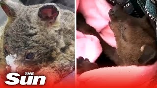 Australian Wildlife Expert Says Bushfires Could Kill More Than A Billion Animals