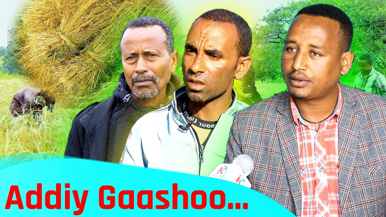 Addiy Gaashoo - Kafi Televizhiino | ካፋ ቴሌቪዥን | Kaffa Television | - YouTube