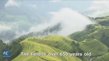 Phong cảnh ruộng bậc thang tuyệt đẹp ở Quế Lâm, Trung Quốc