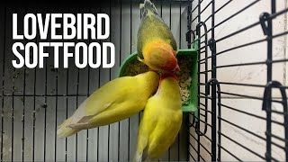 Soft food for parrots and birds | Summer soft food for Lovebirds and Australian Budgies, Cockatiel