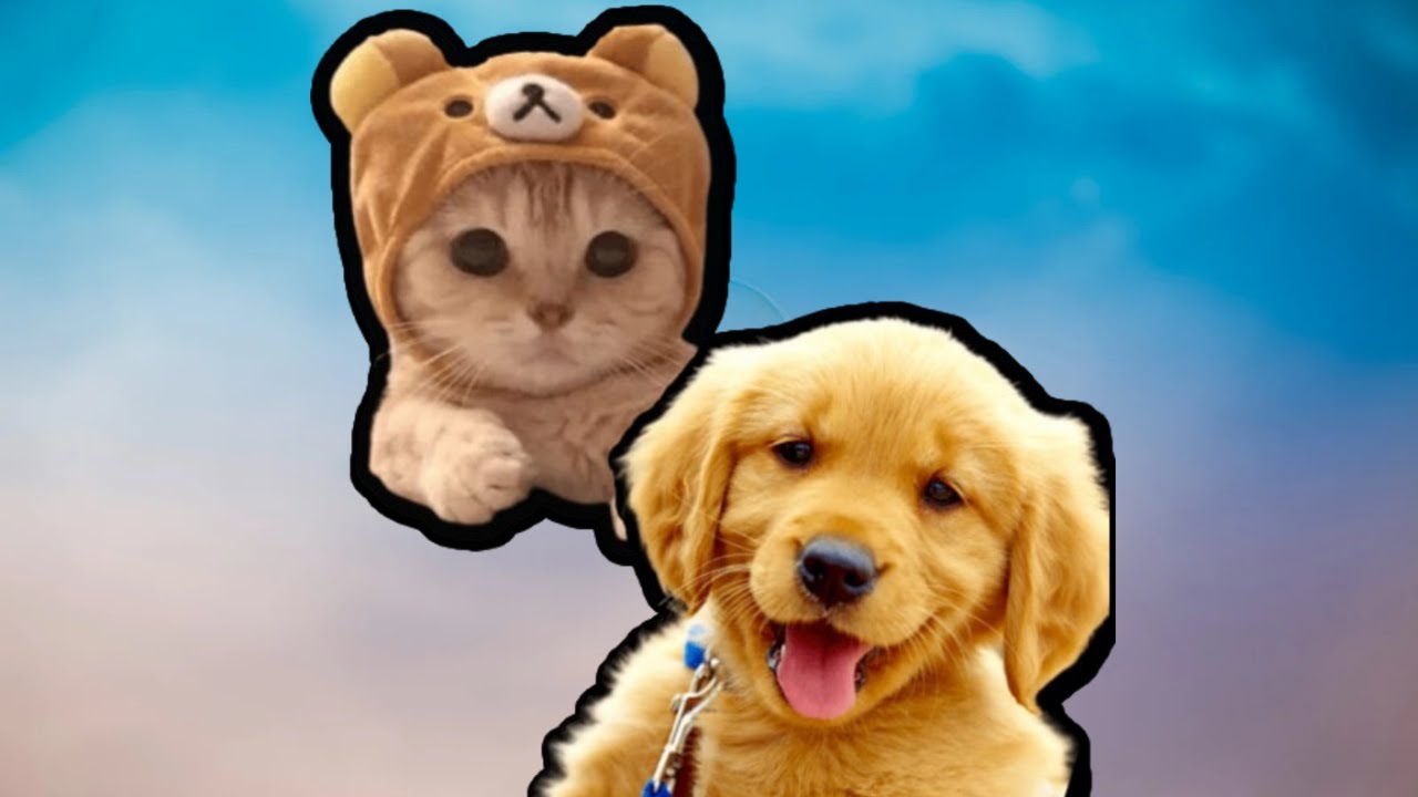 PET CHANNEL - YouTube