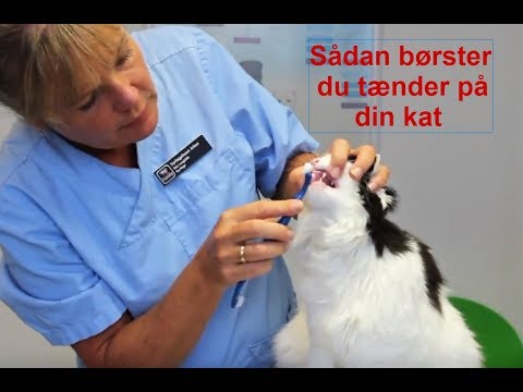 Video: Tandkødsbetændelse Hos Katte