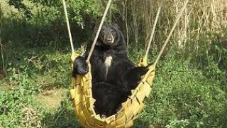 Bear climbs into hammock at safari park to catch the rays of sun