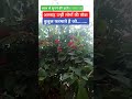 अल्लाह उन्हीं लोगों की तौबा कुबुल फरमाते है जो बुरी हरकत करके जल्दी तौबा कर लेते हैं।।💞👍💯 #Shorts