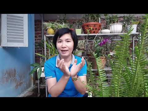 Video: Lá cây dương trông như thế nào?