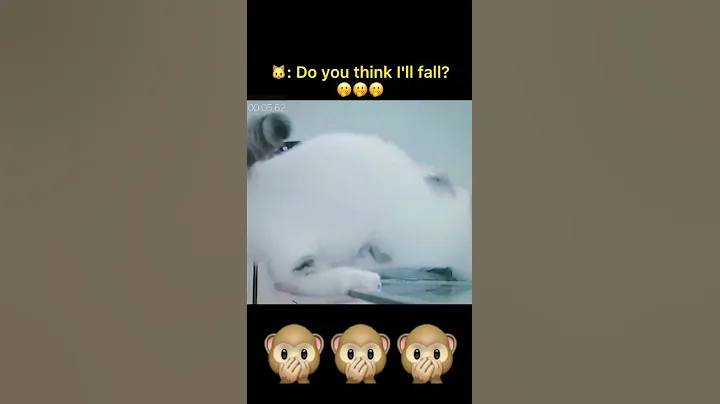 Tik Tok - Funny Pets Reaction - Dog And Cat Compilation P.3 #short #shorts