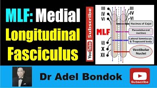 Medial Longitudinal Fasciculus (MLF), Dr Adel Bondok Making Neuronatomy Easy