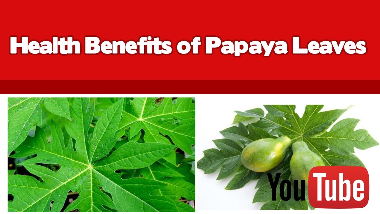 Health Benefits of Papaya Leaves YouTube