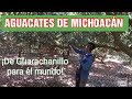 Cosechando el oro verde aguacates en Guarachanillo Michoacán @cotidiano399