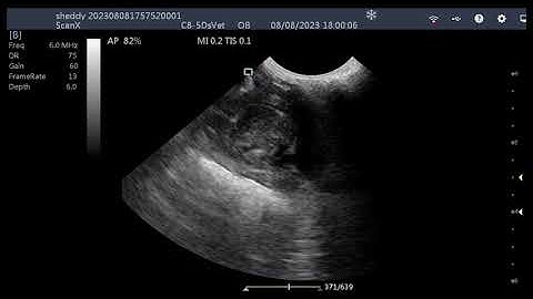 First ever hedgehog pregnancy scan on the ScanX ultrasound machine