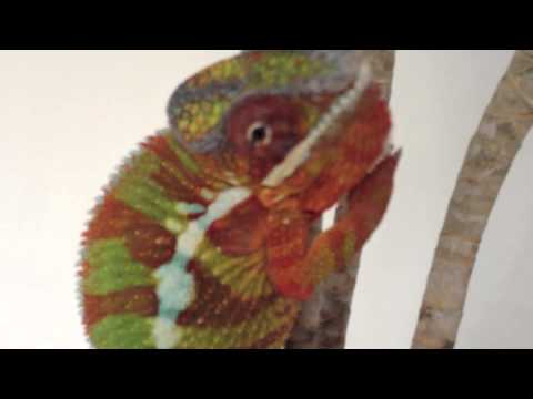 lizard skin grips Orange Chameleon