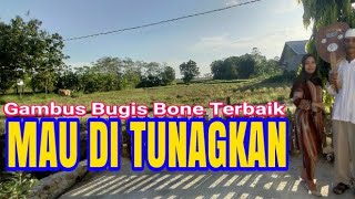 Gambus Bugis Bone Terbaik mau Di Tunagkan