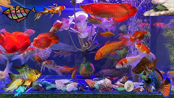 Video Tổng Hợp Động Vật Dễ Thương Đầy Màu Sắc,Hoa,Cây,Cá Mập,Rùa,Rắn,Cá Vàng,Cá Koi,Cá Trê,Cá Tỳ Bà