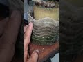 দেশি বনসাই মেটারিয়াল 😊 #bonsai #bonsaitree #মর্নিং2pmরেজাল্ট #bonsaiaddict #vlogwithsohelvillageli