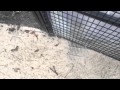 Chicken run with external Omlet Lenham coop Chicken run with external Omlet Lenham coop