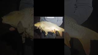 Éjszakai pontyozás #ponty #pontyhorgászat  #carp #fishing