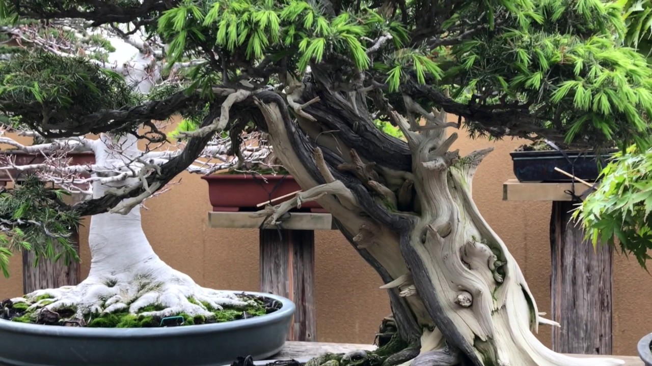 Visiting the bonsai garden of Kunio Kobayashi YouTube