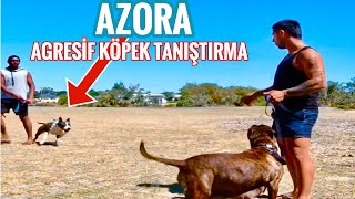 BLUE AMSTAFF AZORAYLA TANIŞIN SÜRÜYLE TANIŞTIRMA