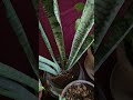 कम पानी के grow होने वाले plant अब जाओ आराम से घूमने #indoorplants #plantcaretips #plantlove #shorts