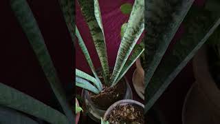 कम पानी के grow होने वाले plant अब जाओ आराम से घूमने #indoorplants #plantcaretips #plantlove #shorts