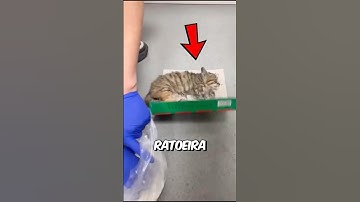 ELE SALVOU UM GATO PRESO NA RATOEIRA👏😭