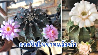 ยิมโนเขียวๆม่วงๆ ออกดอกแล้วค่ะ มาดูกัน กระบองเพชรราคาเริ่มต้นดอกสวยมาก