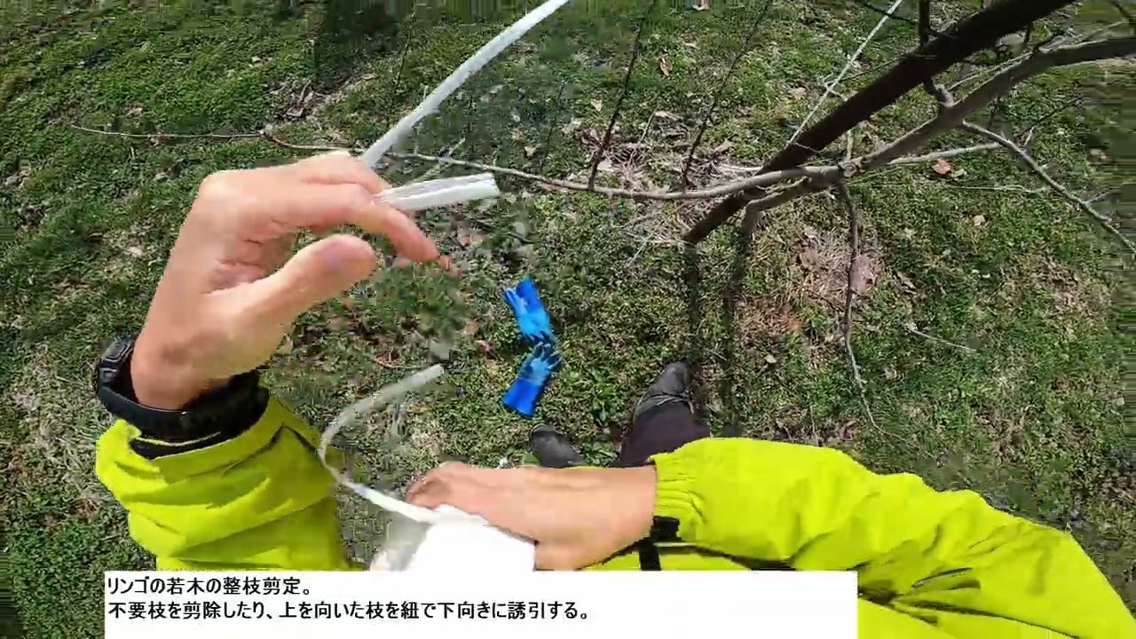 2023年3月27日リンゴの若木の整枝剪定