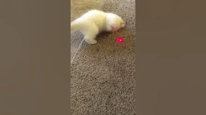 Watch the video about Poshdollz Ragdolls Flame Kitten