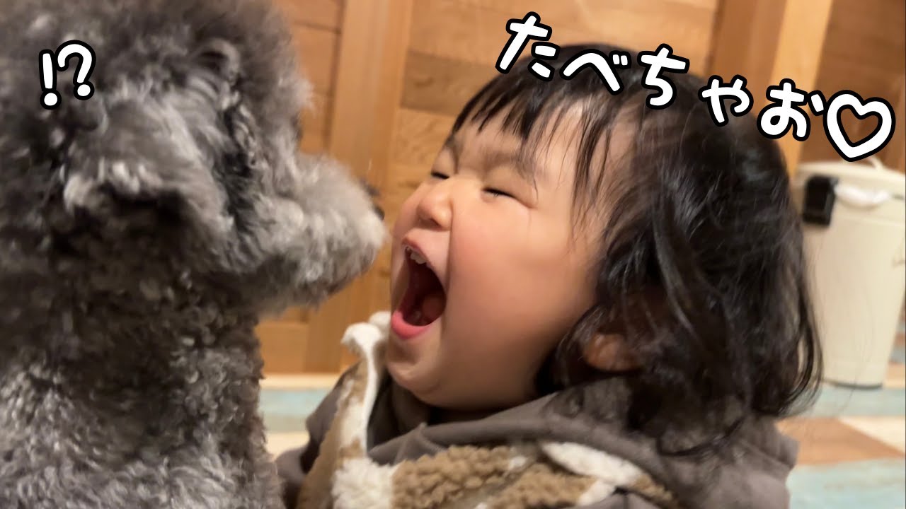 ガブっ】妹の愛情表現が独特すぎてついにトイプードルを食べようとし