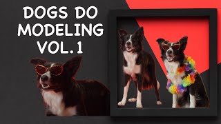 Dogs do modeling Vol.1 Funny Doggy Photoshoot (Border Collie)