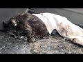 В луже нашли полуживого замерзающего кота Нужно спасать animal shelter rescues cat