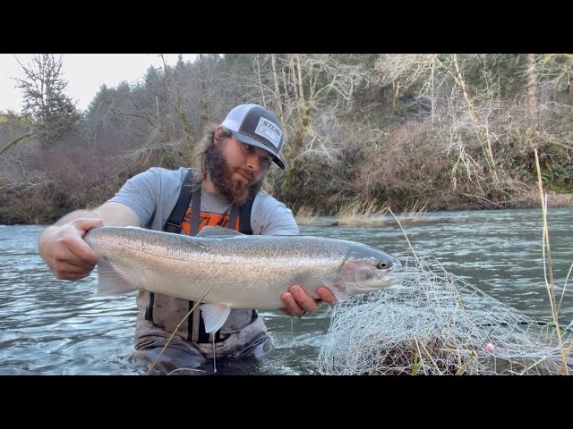 HUGE group of summer steelhead in a tailout